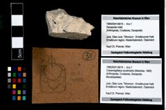 Foto (Objekt + Etikett) von Cracensigillatus acutirostris (Moericke, 1889)  (NHMW-GEO-1990-0041-4819)